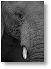 Tusk and Trunk