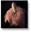 Flamingo Feathers