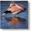 Reflected Flamingo