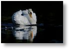 Swan Display